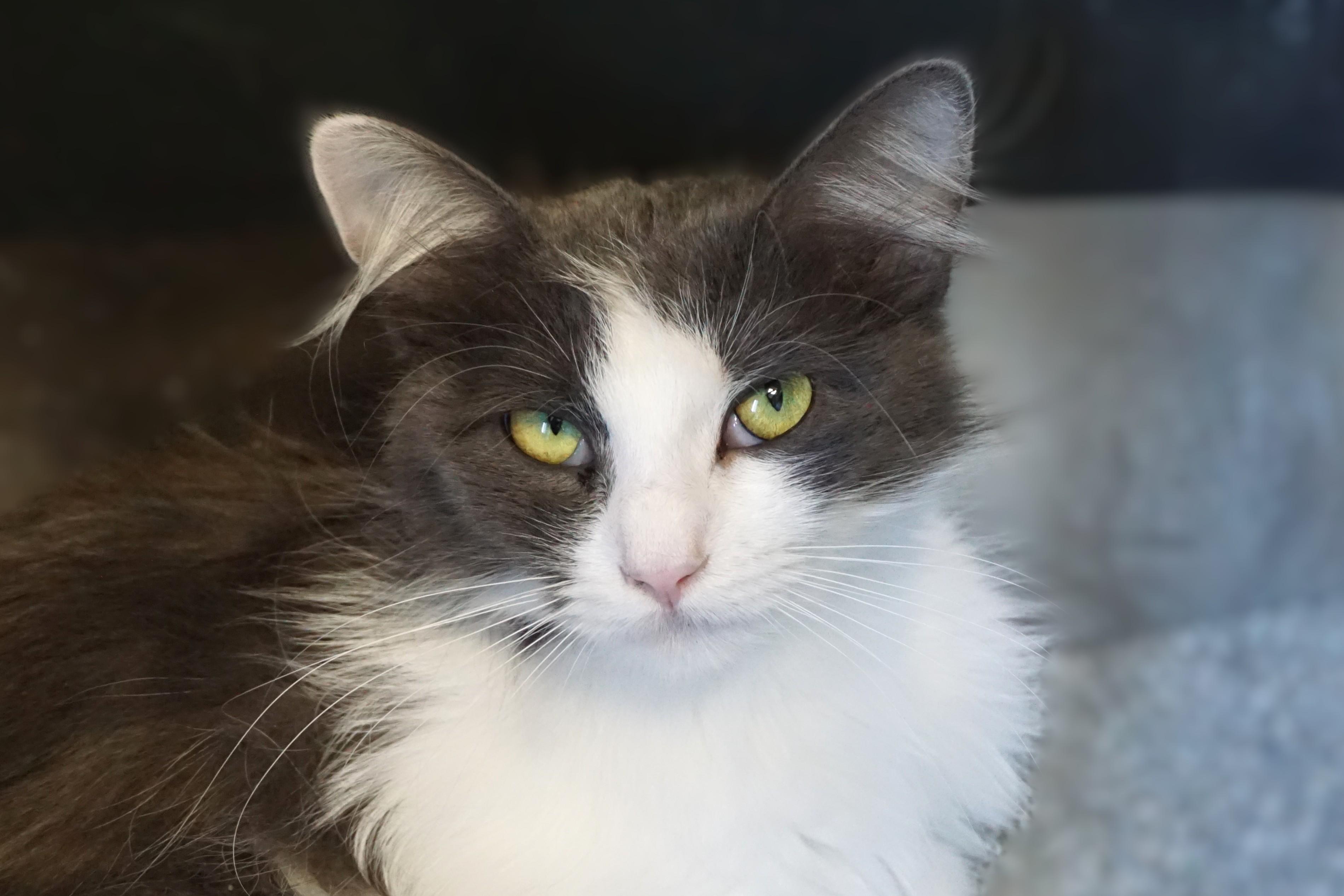 Enlarge Peartini, an adopted Domestic Long Hair in Fountain Hills, AZ image 2/4
