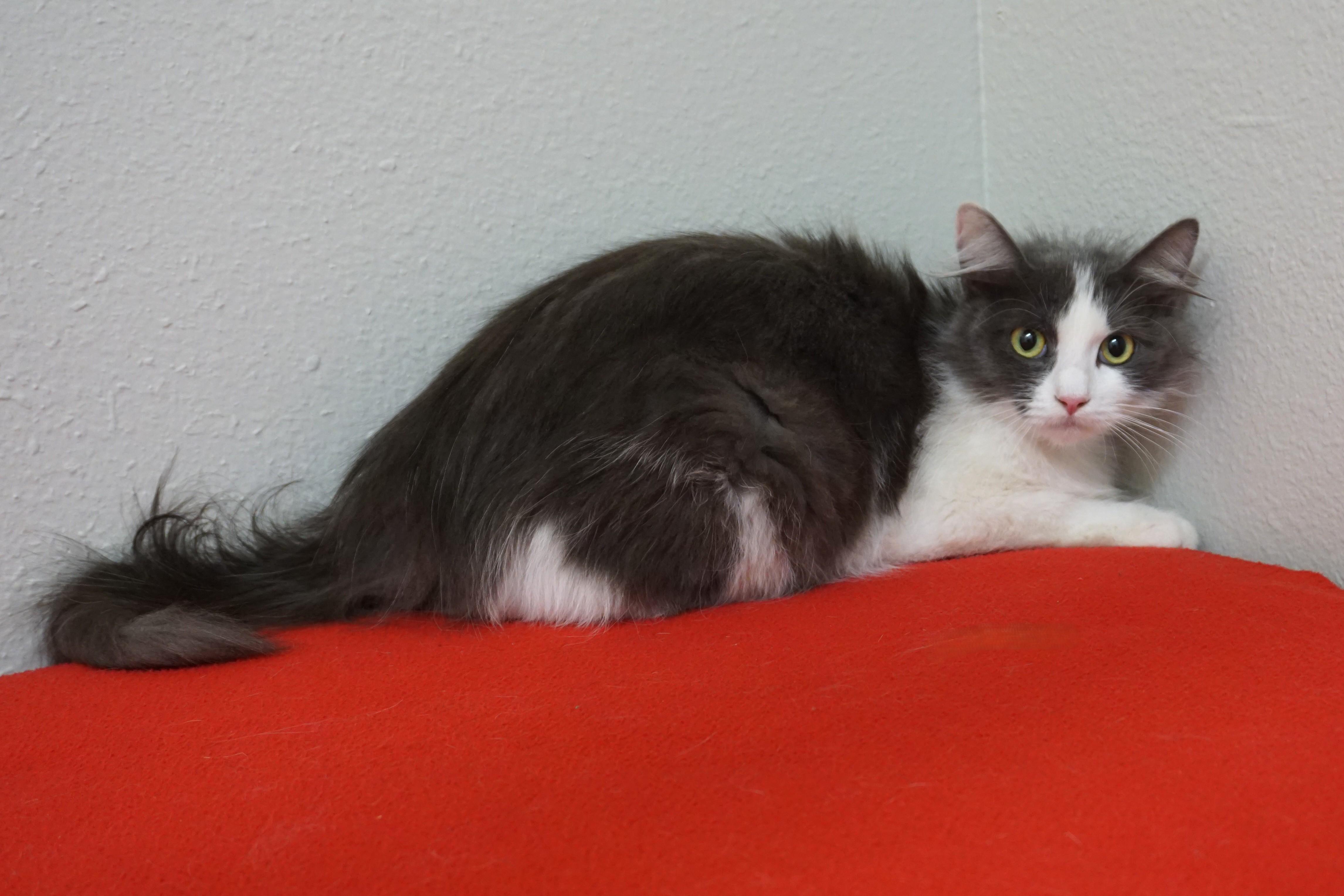 Enlarge Peartini, an adopted Domestic Long Hair in Fountain Hills, AZ image 4/4
