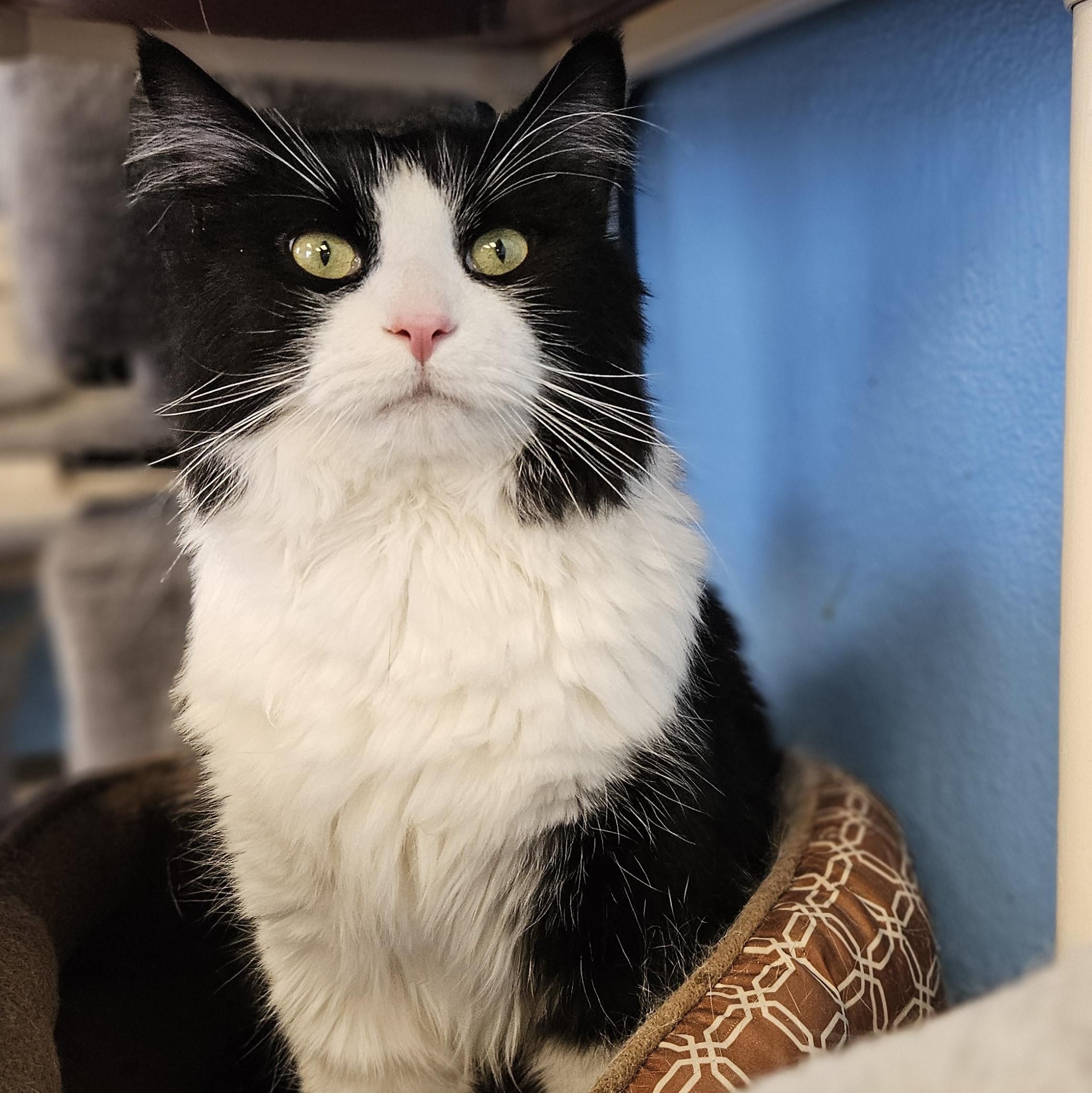 Kye, an adoptable Domestic Long Hair in Polson, MT, 59860 | Photo Image 1