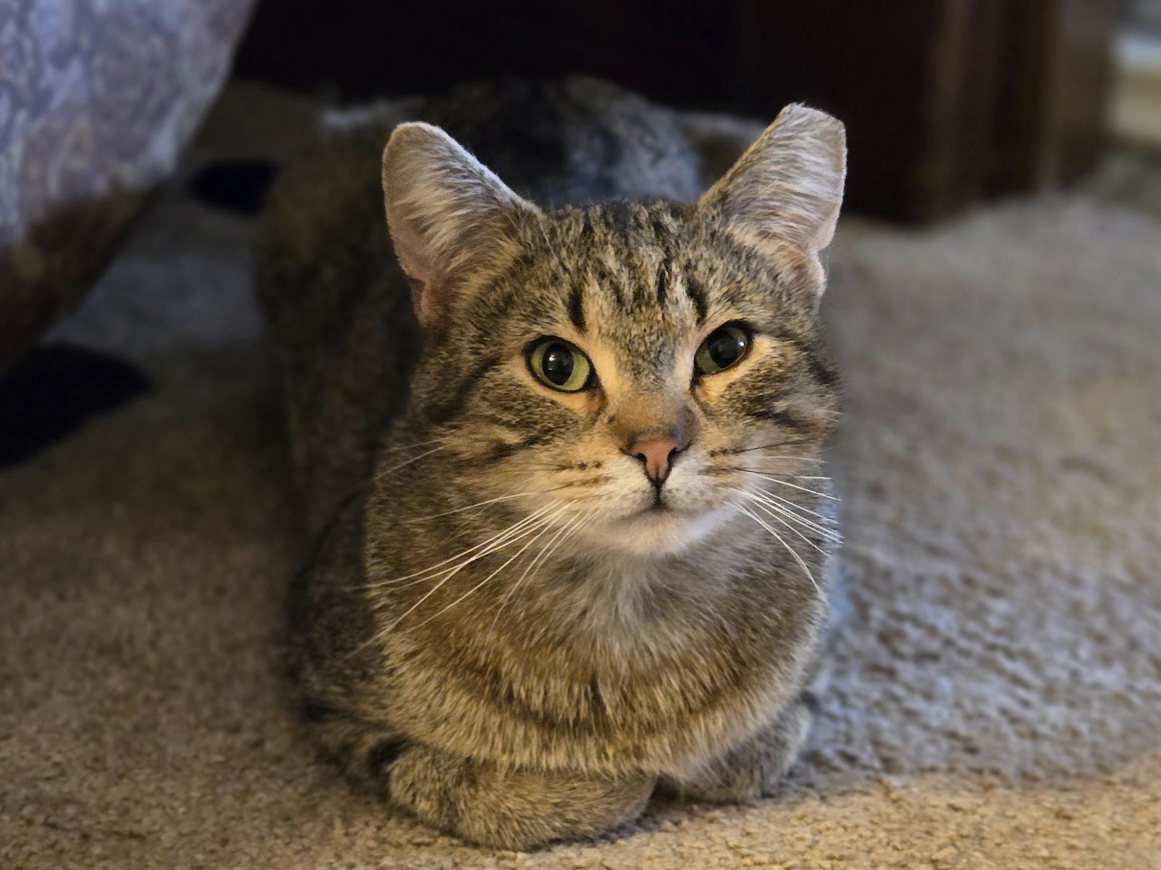Chip/Chippy, Young Male American Shorthair