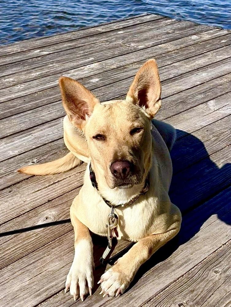 Betty, Adoptable, Adult Female Carolina Dog.