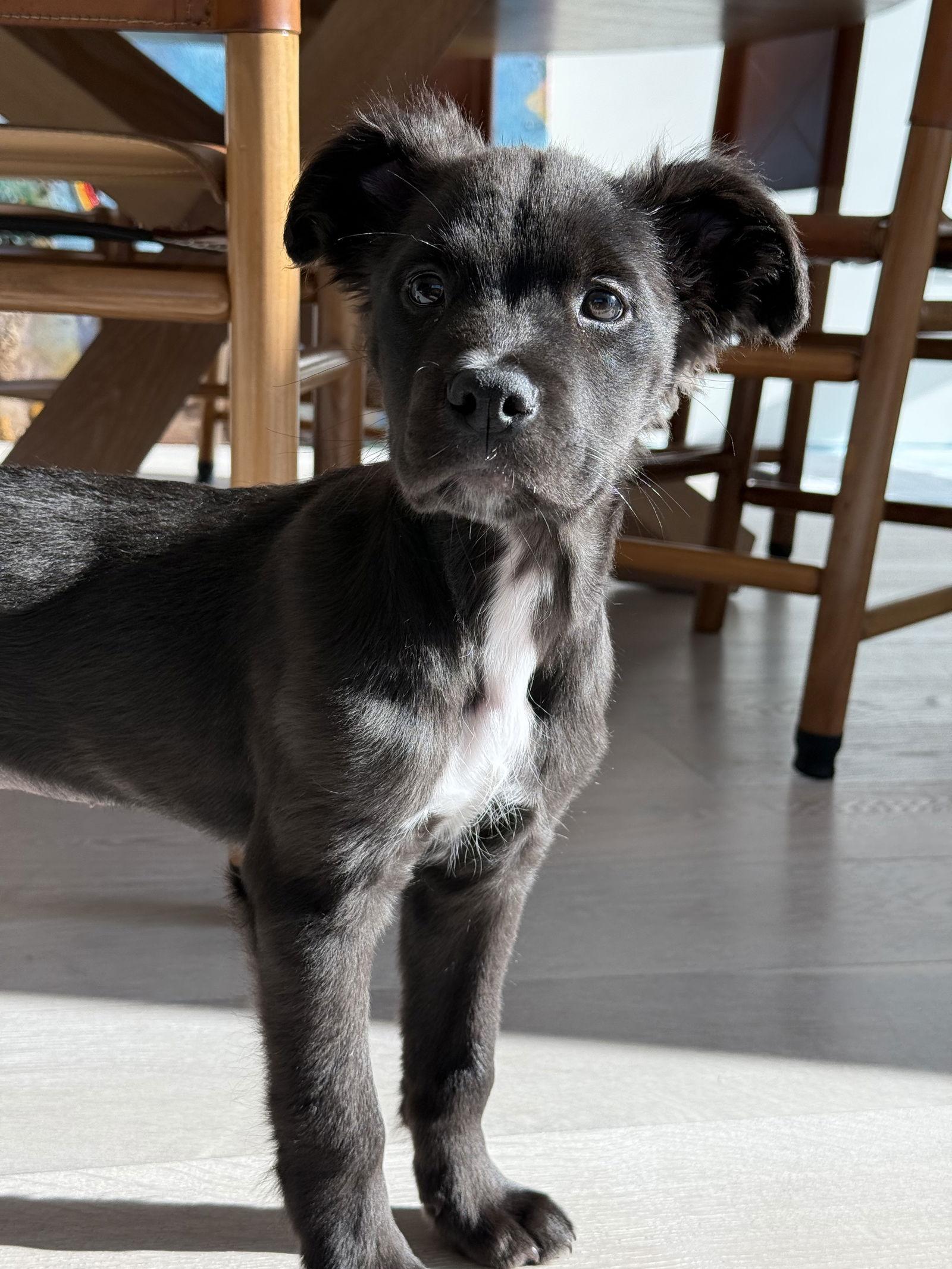 Rainy, Adoptable, Young Female Pit Bull Terrier.