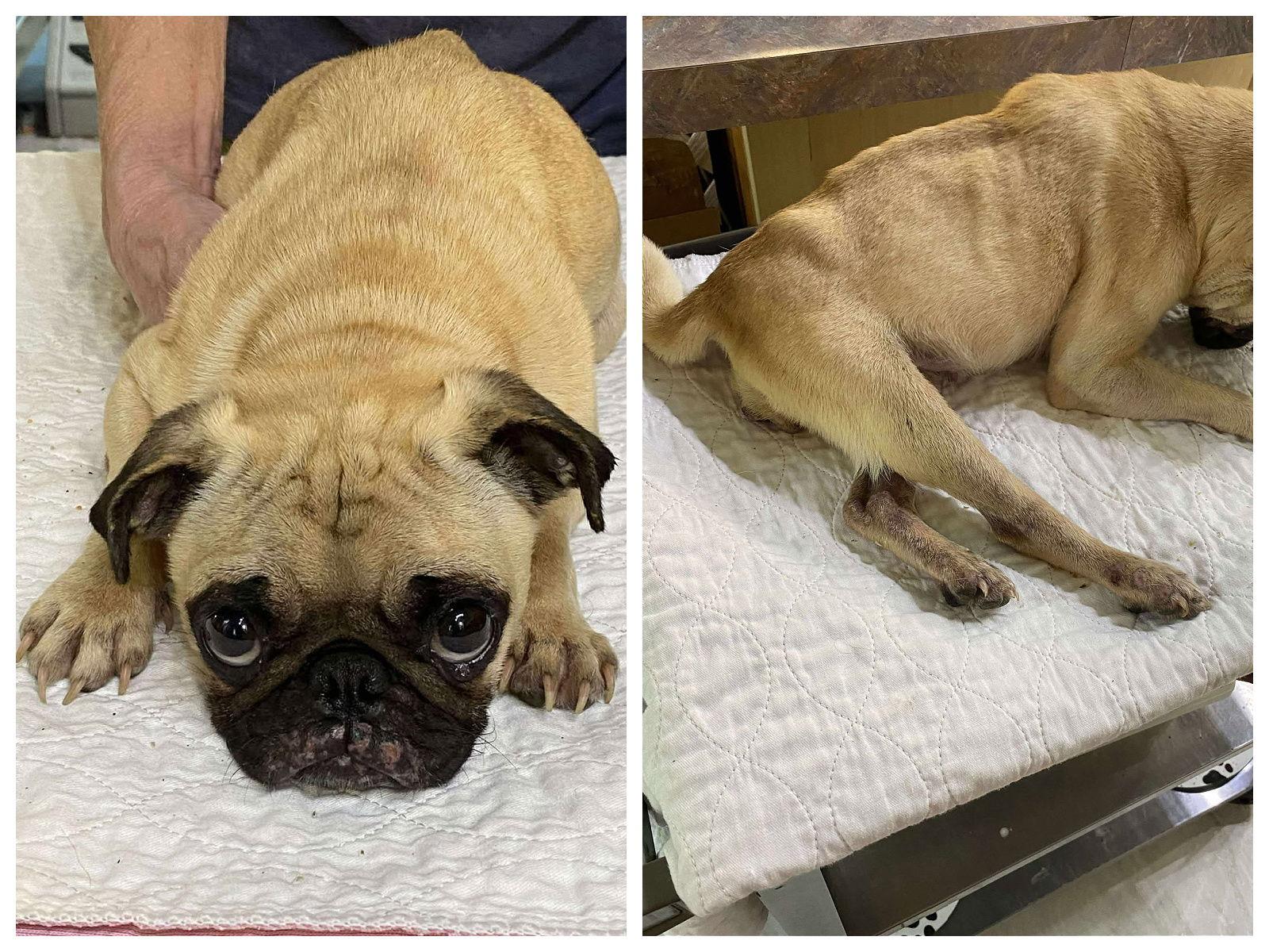 Bug Mushroom (NOT YET AVAILABLE), Adoptable, Adult Female Pug.