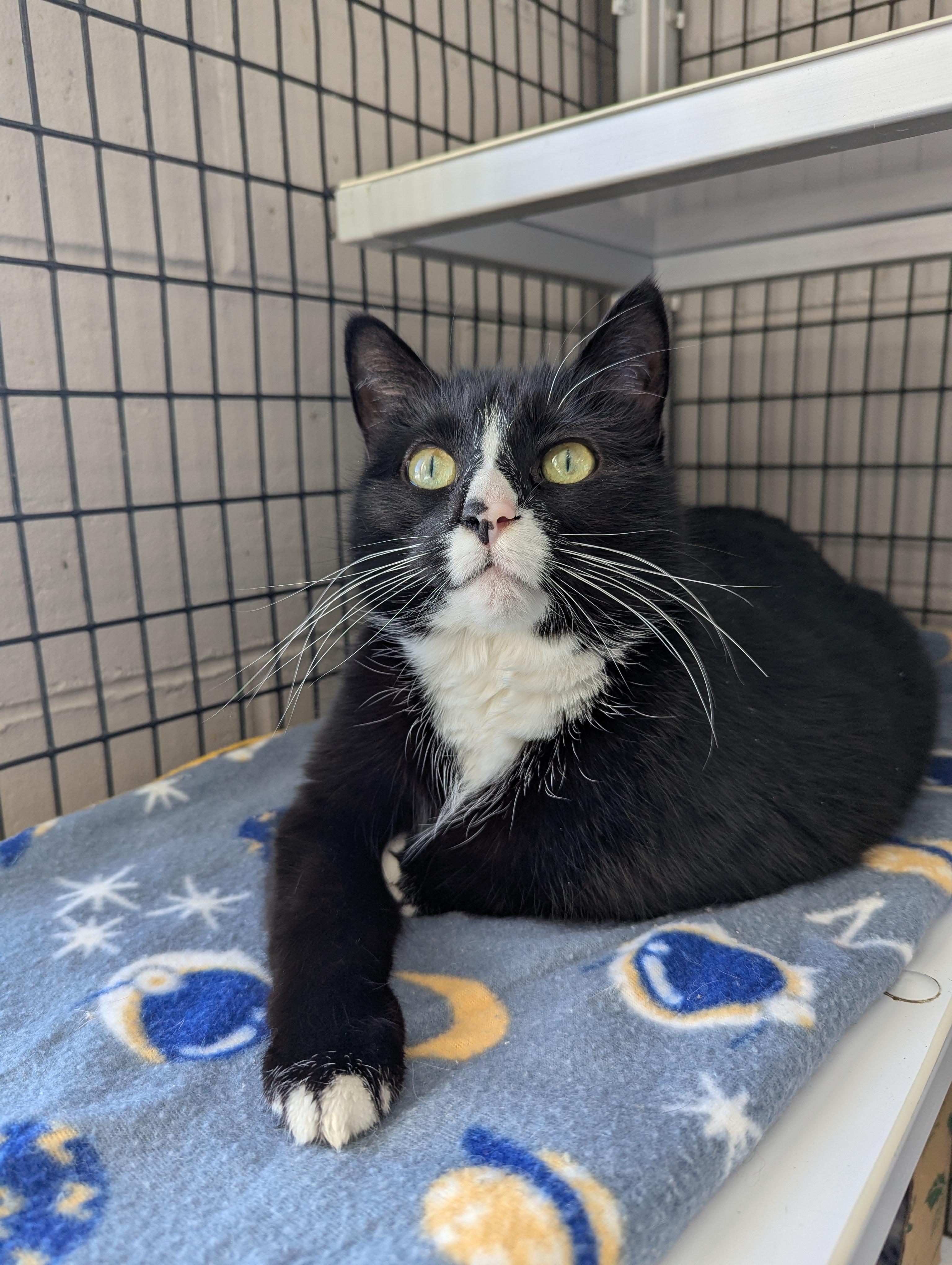 Enlarge Boots, an adopted Domestic Short Hair in Oconto, WI image 1/1