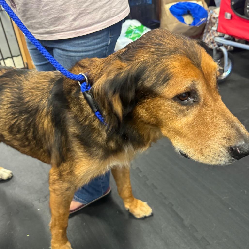 Enlarge Mo, a Adoptable mixed breed in North Bend, OR image 1/1