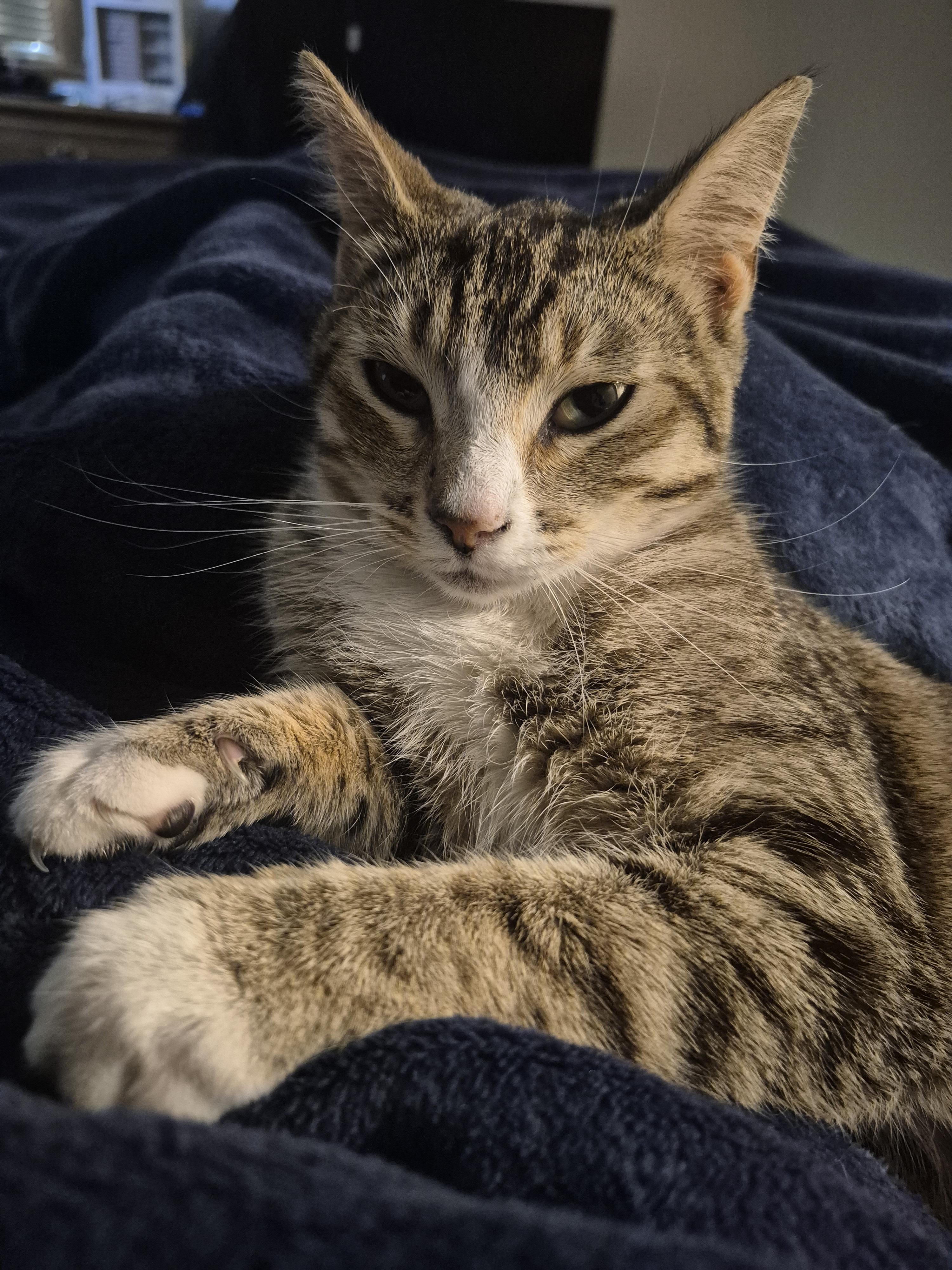 EMERALD, a ADOPTABLE mixed breed in Elgin, SC image 3/6