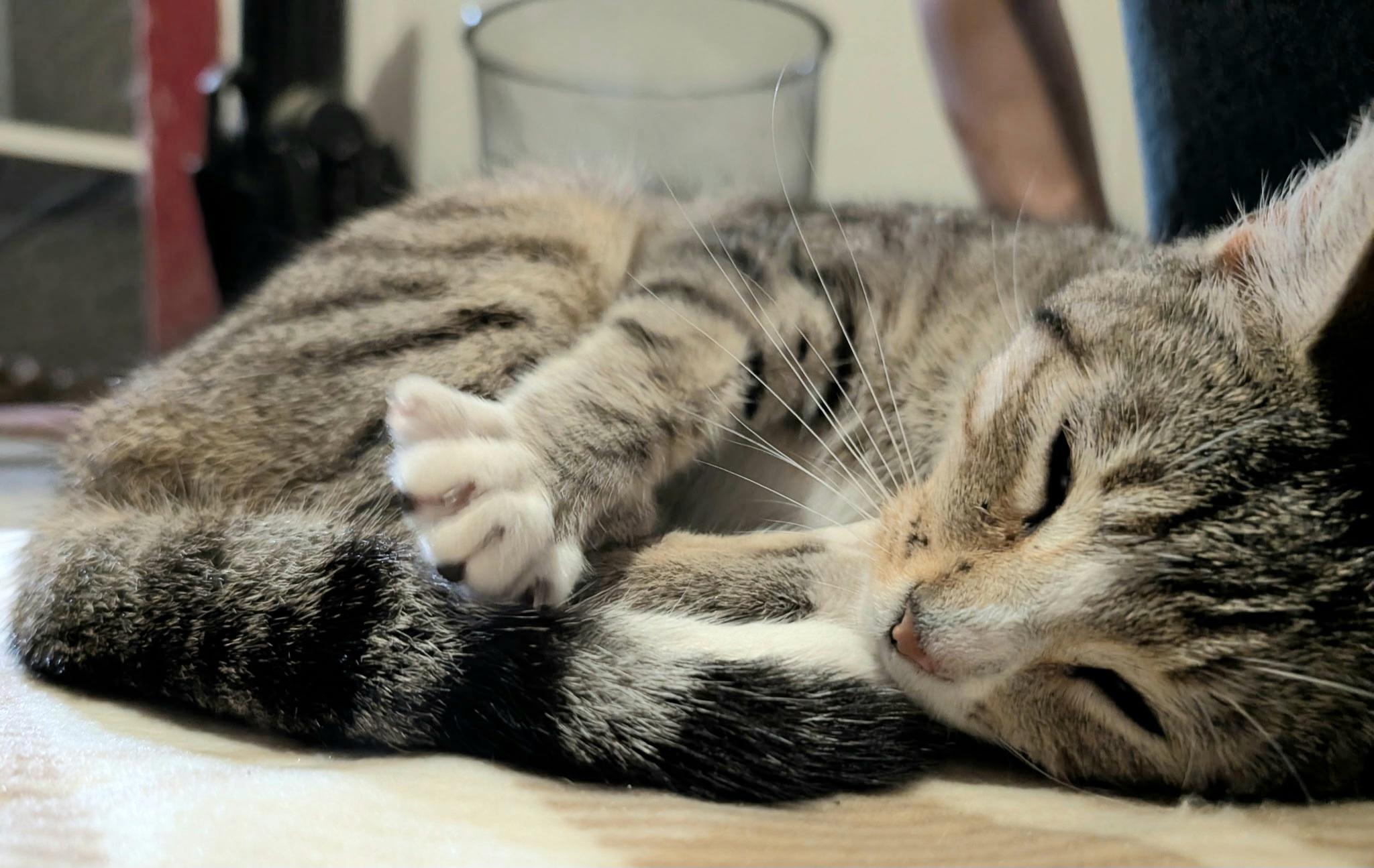 EMERALD, ADOPTABLE, Young Female American Shorthair & Tabby.