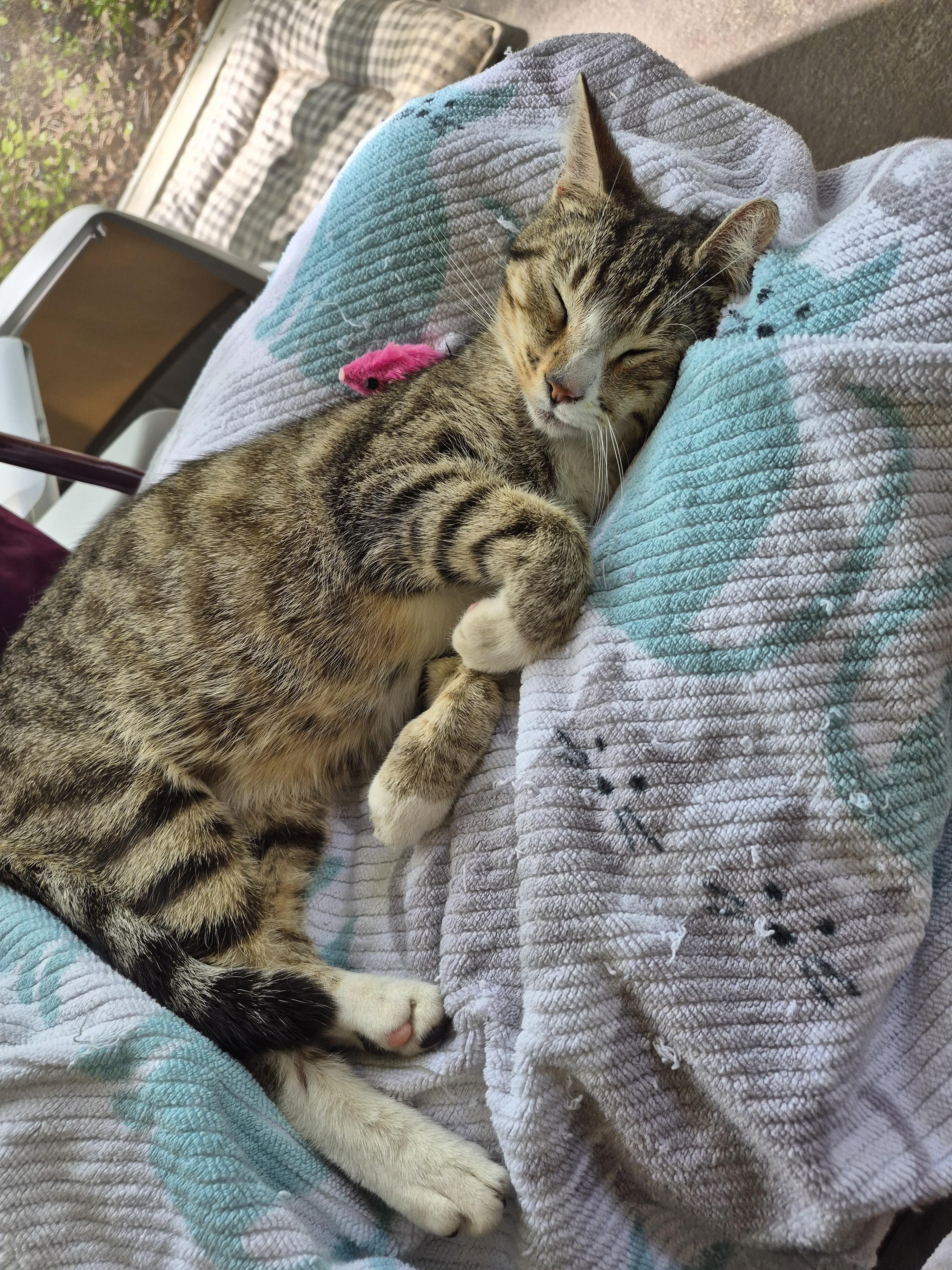 EMERALD, a ADOPTABLE mixed breed in Elgin, SC image 2/6