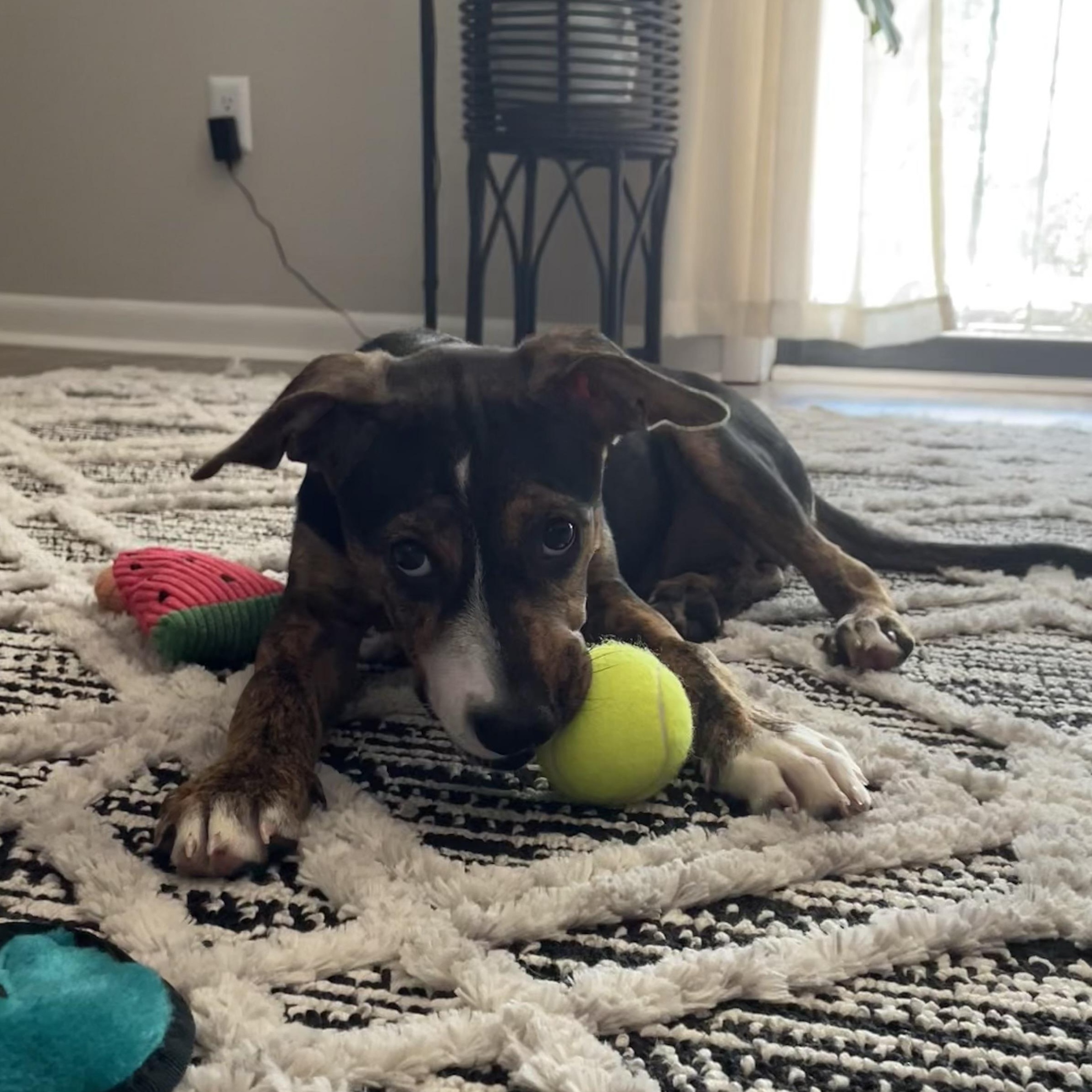Enlarge Piper, a ADOPTABLE mixed breed in Calabash, NC image 2/4