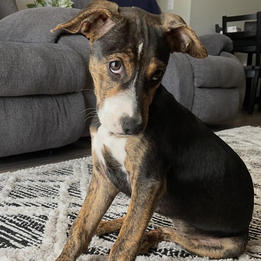 Enlarge Piper, a ADOPTABLE mixed breed in Calabash, NC image 1/4