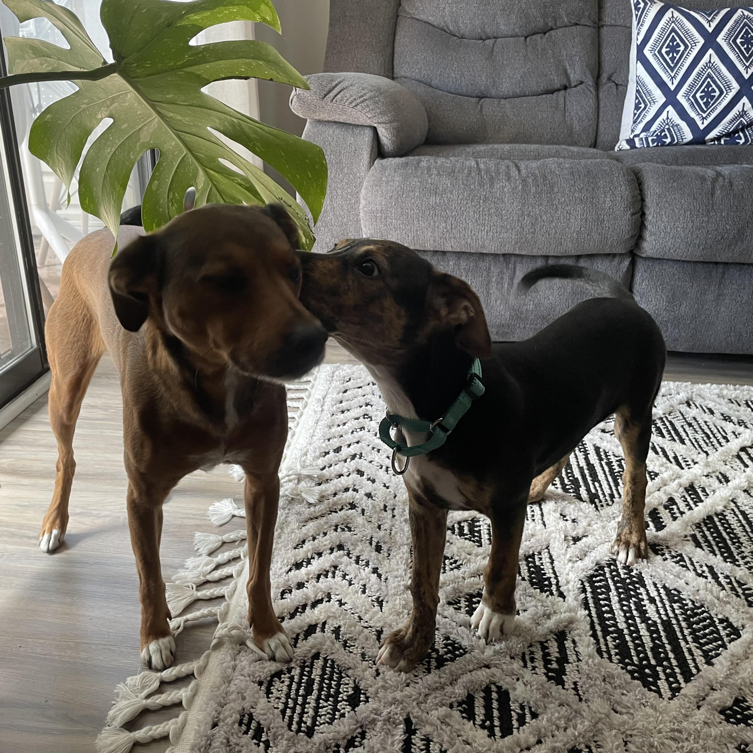 Enlarge Piper, a ADOPTABLE mixed breed in Calabash, NC image 3/4
