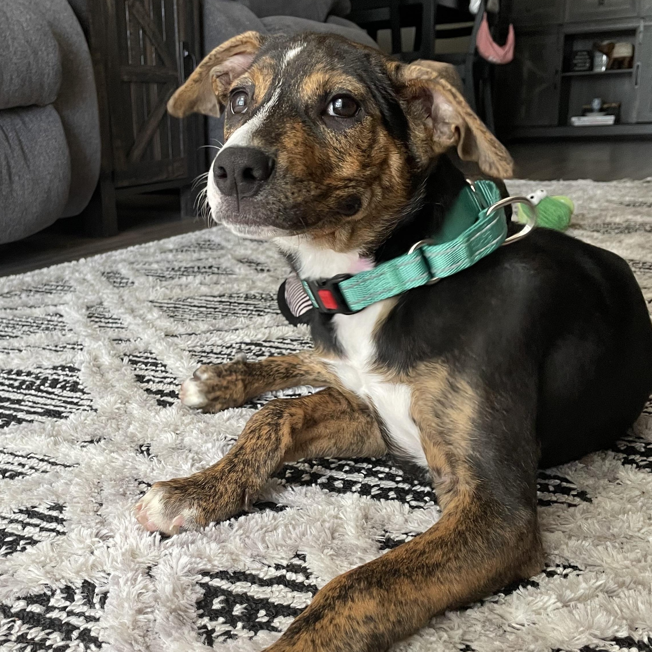 Enlarge Piper, a ADOPTABLE mixed breed in Calabash, NC image 4/4