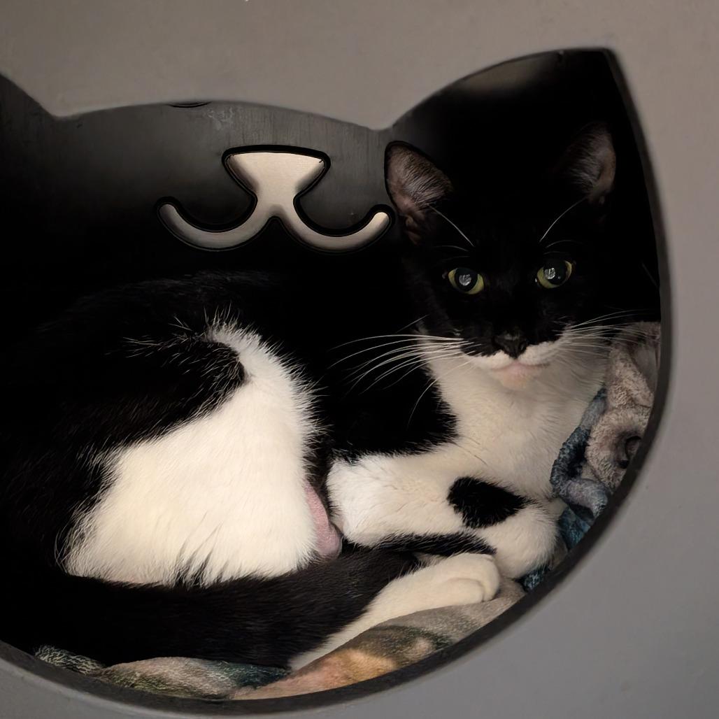 Millie, Adoptable, Adult Female Domestic Short Hair.