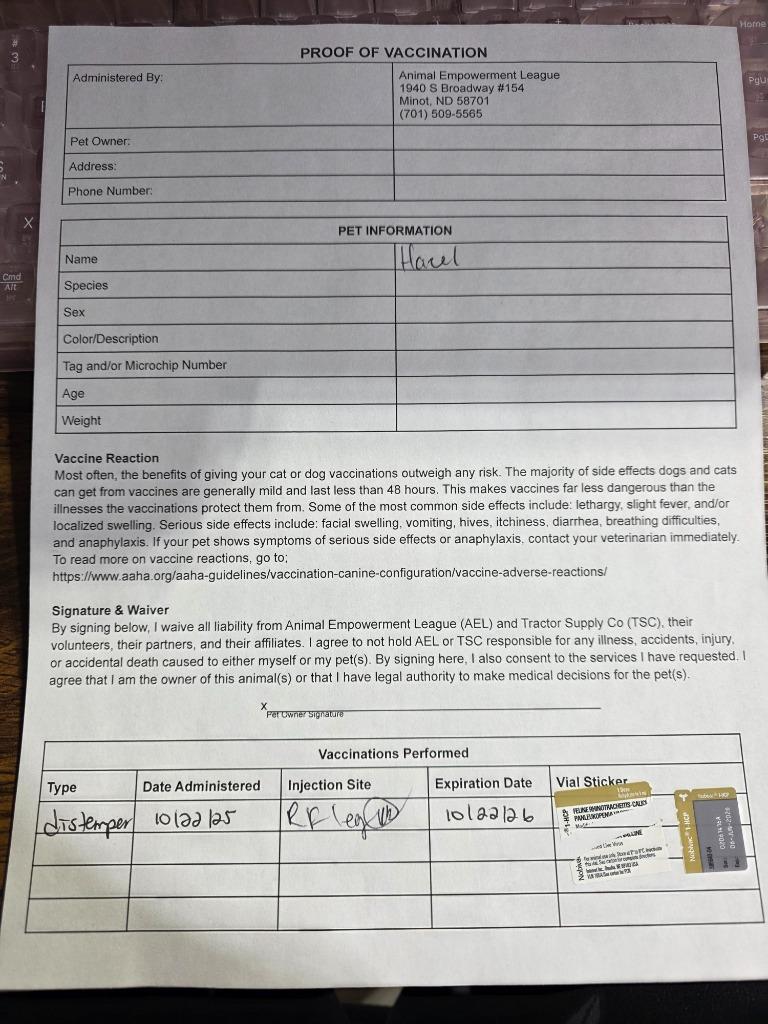 Enlarge Hazel, a Adopted mixed breed in Minot, ND image 1/4