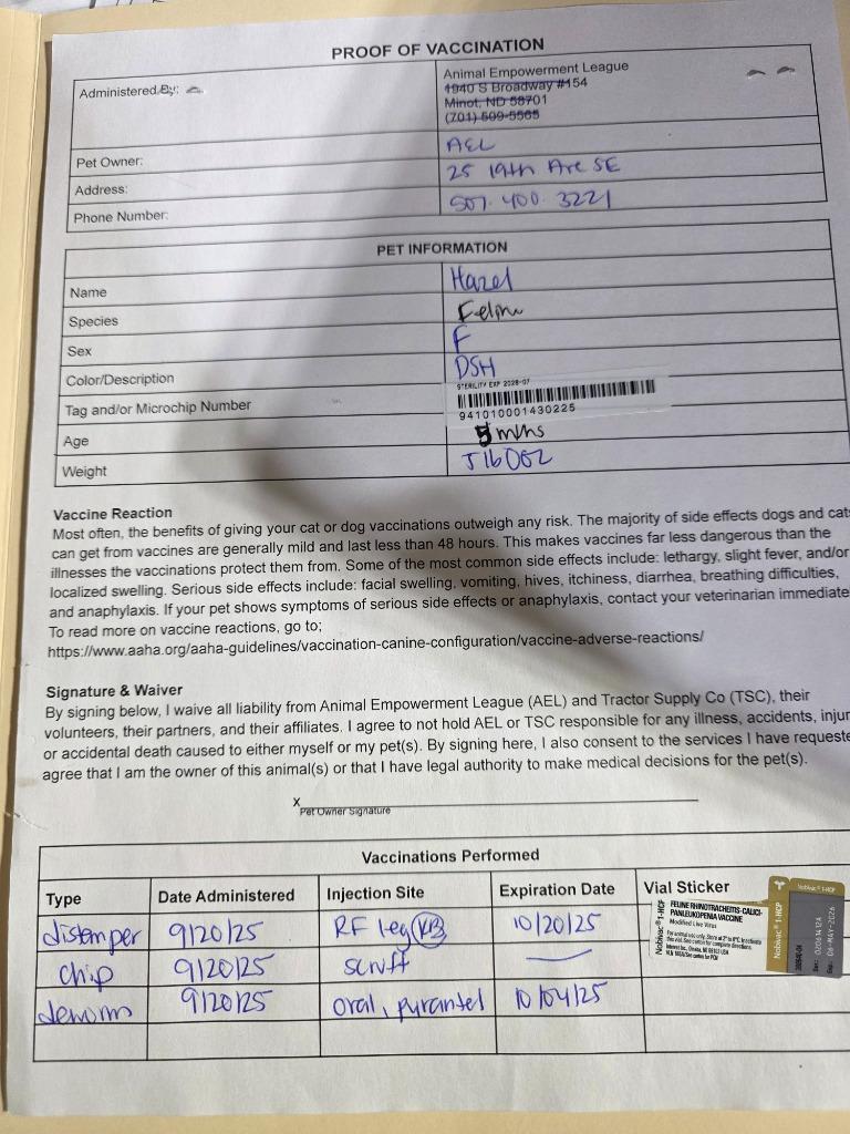 Enlarge Hazel, a Adopted mixed breed in Minot, ND image 2/4