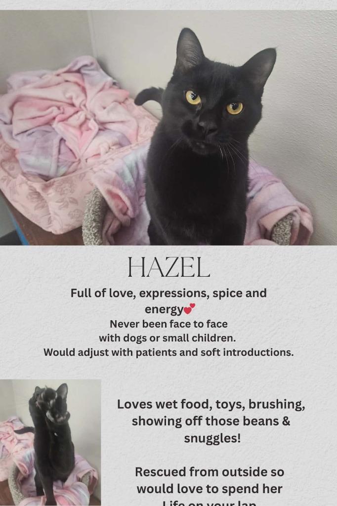 Enlarge Hazel, a Adopted mixed breed in Minot, ND image 4/4