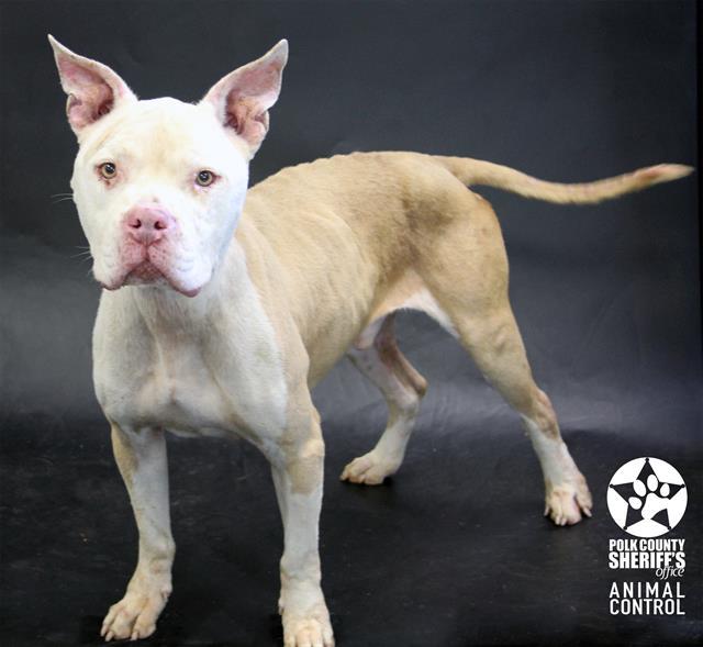 Enlarge GORDO, a Adoptable mixed breed in Winter Haven, FL image 1/1