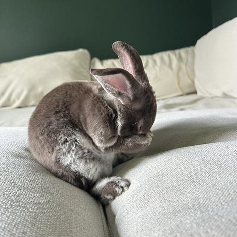 Button--In Foster, Adoptable, Baby Male Rex.