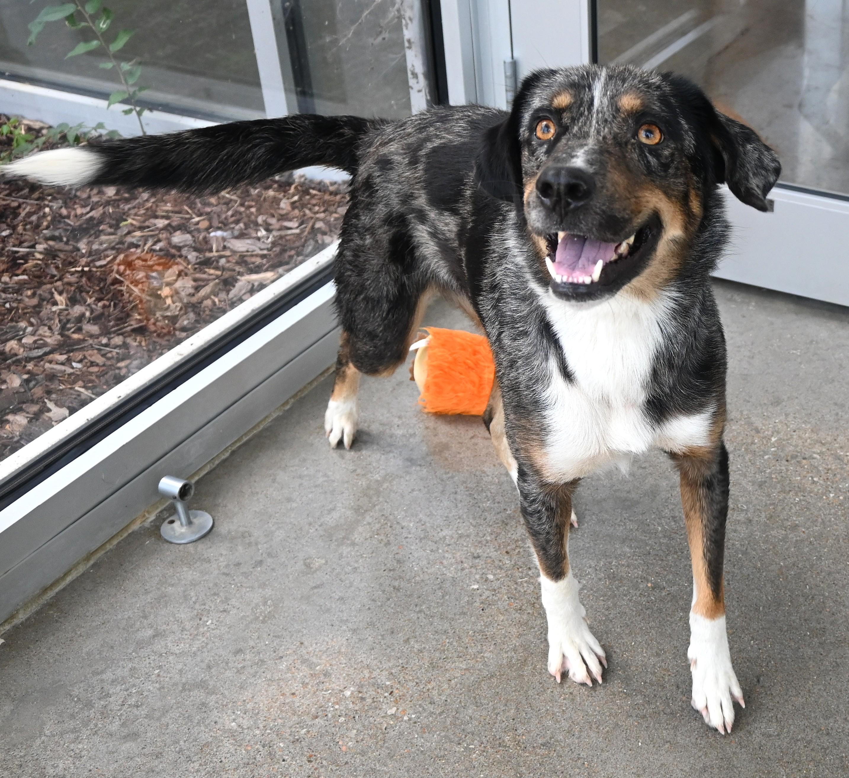 22607, Adoptable, Adult Female Catahoula Leopard Dog.