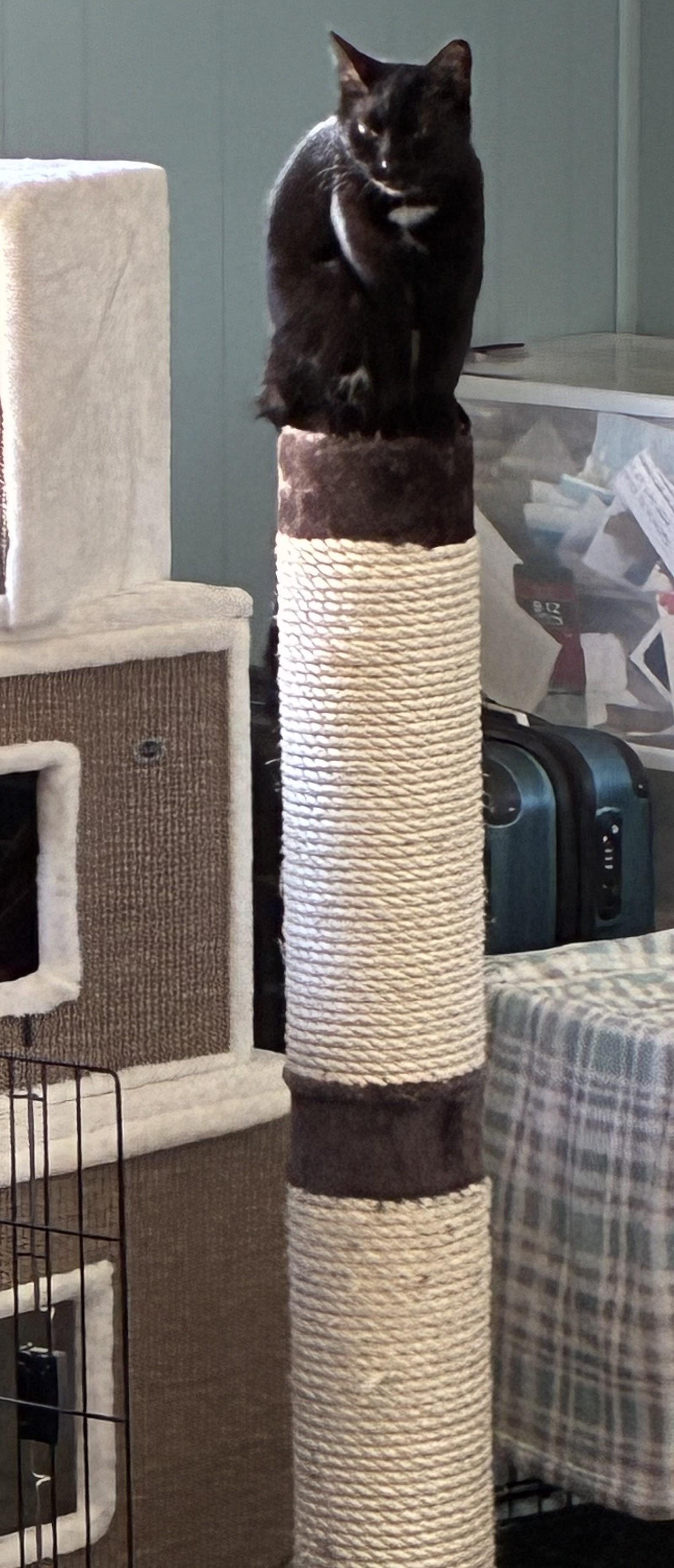 Enlarge Mickey, a ADOPTABLE Domestic Short Hair in Brooksville, FL image 2/3