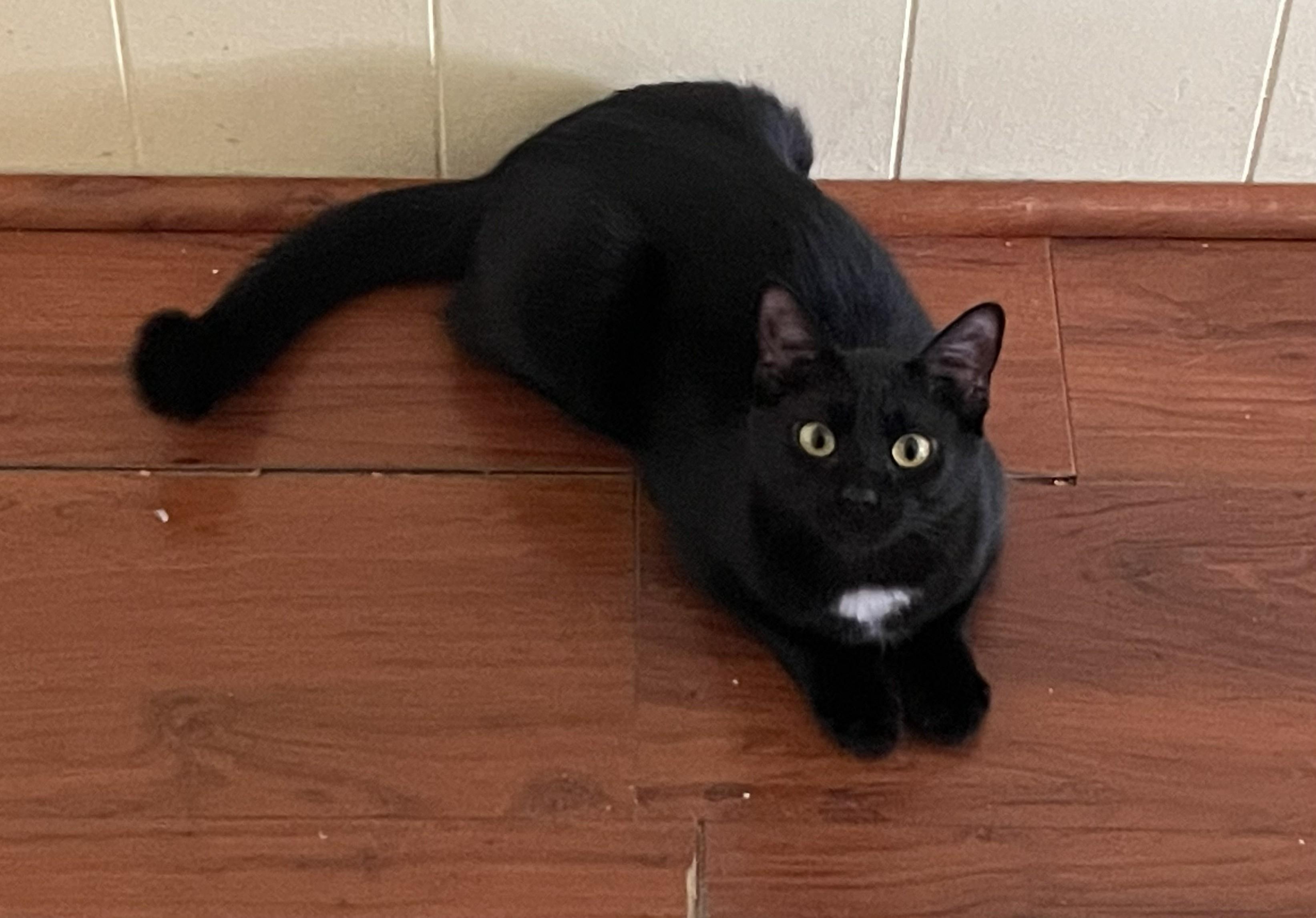 Mickey, ADOPTABLE, Young Male Domestic Short Hair.