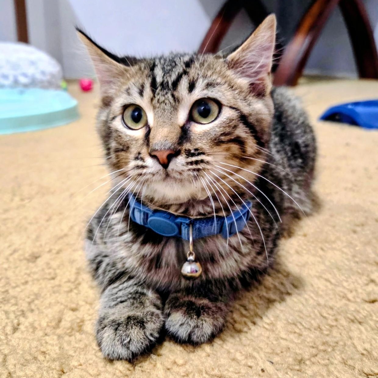 Enlarge Maverick, a Adoptable Domestic Short Hair in Waverly, IA image 1/5