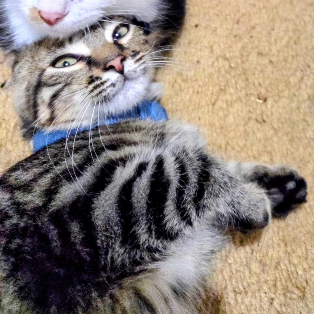 Enlarge Maverick, a Adoptable Domestic Short Hair in Waverly, IA image 2/5