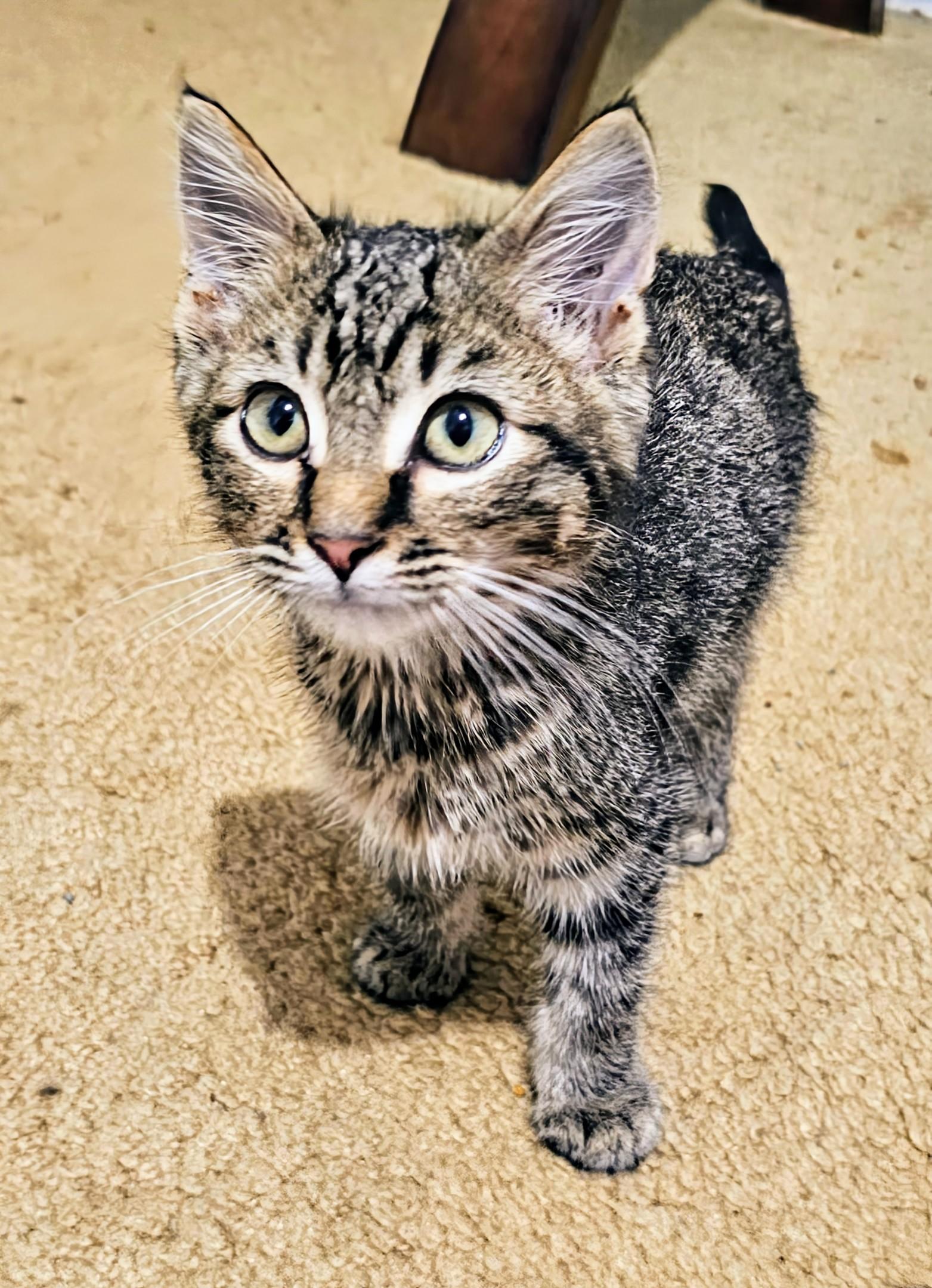 Enlarge Maverick, a Adoptable Domestic Short Hair in Waverly, IA image 4/5