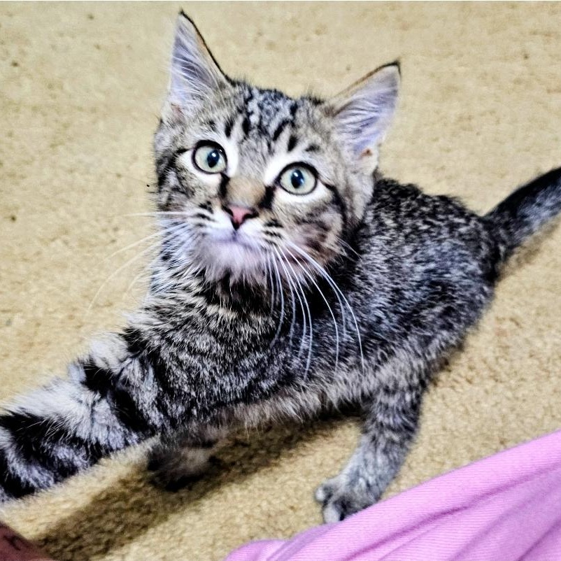 Enlarge Maverick, a Adoptable Domestic Short Hair in Waverly, IA image 3/5