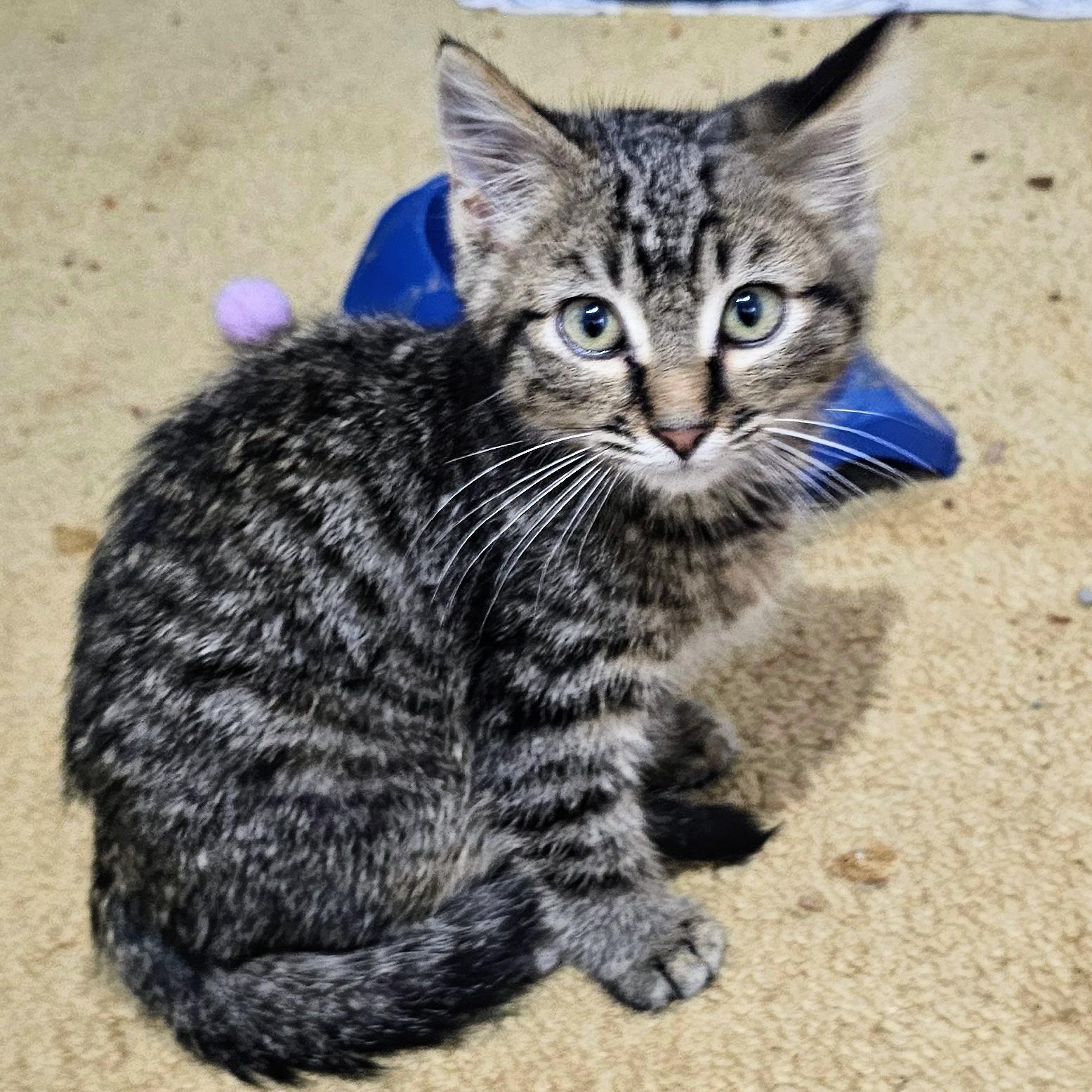 Enlarge Maverick, a Adoptable Domestic Short Hair in Waverly, IA image 5/5