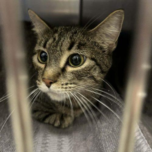 Ruby, a Adoptable Domestic Short Hair in Burlington, IA image 1/2