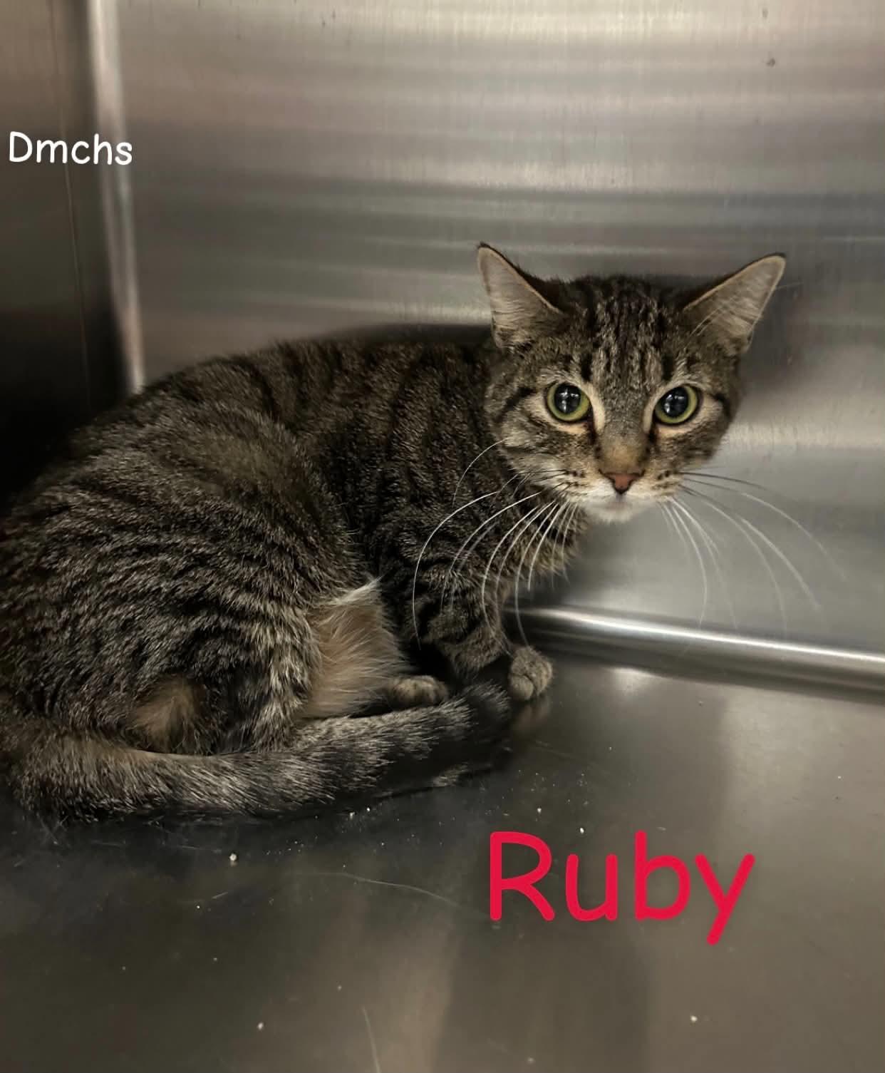 Enlarge Ruby, a Adoptable Domestic Short Hair in Burlington, IA image 2/2