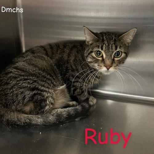 Enlarge Ruby, a Adoptable Domestic Short Hair in Burlington, IA image 2/2