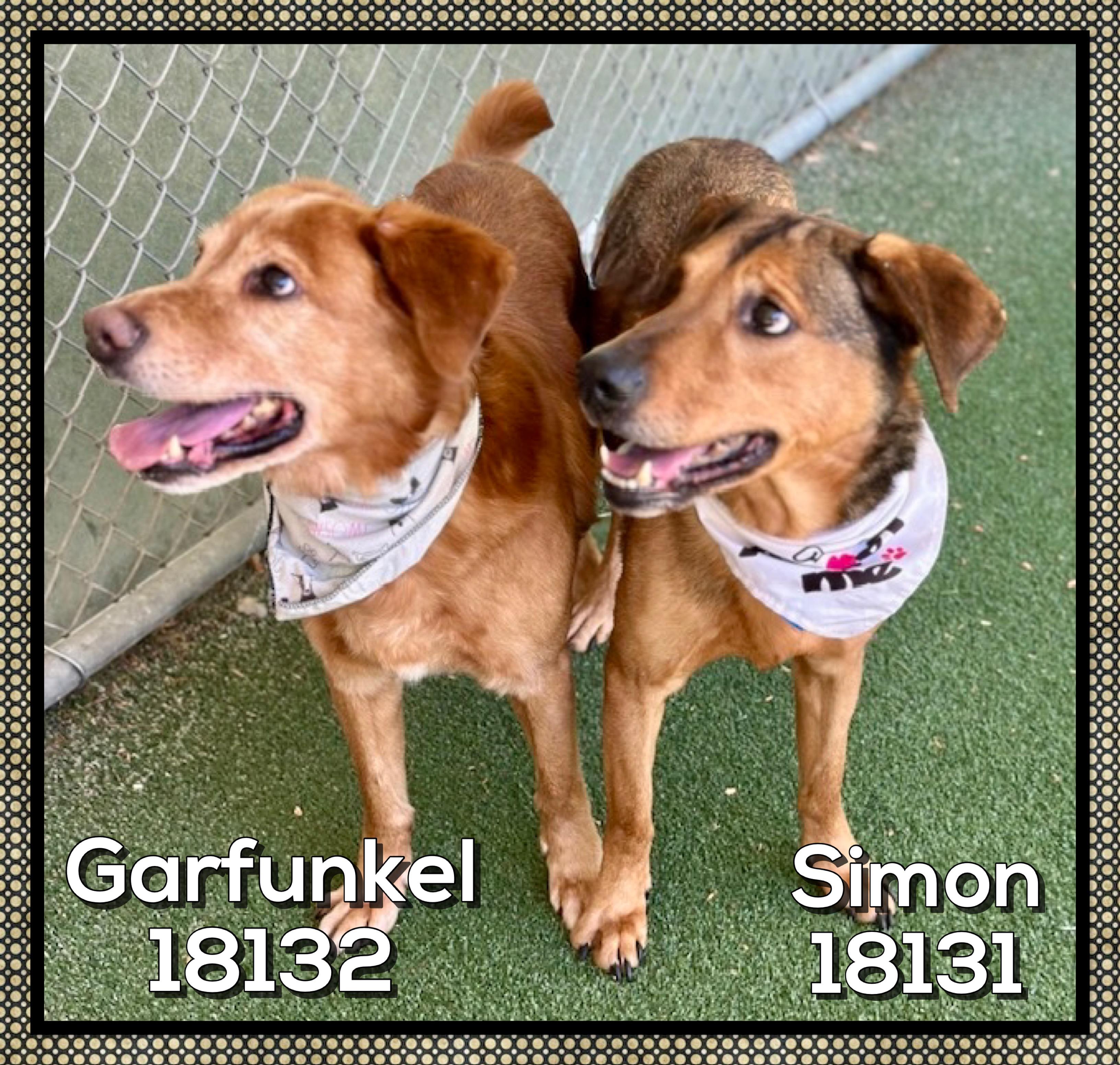 GARFUNKEL (also see SIMON) , a ADOPTABLE mixed breed in Marietta, GA image 4/5