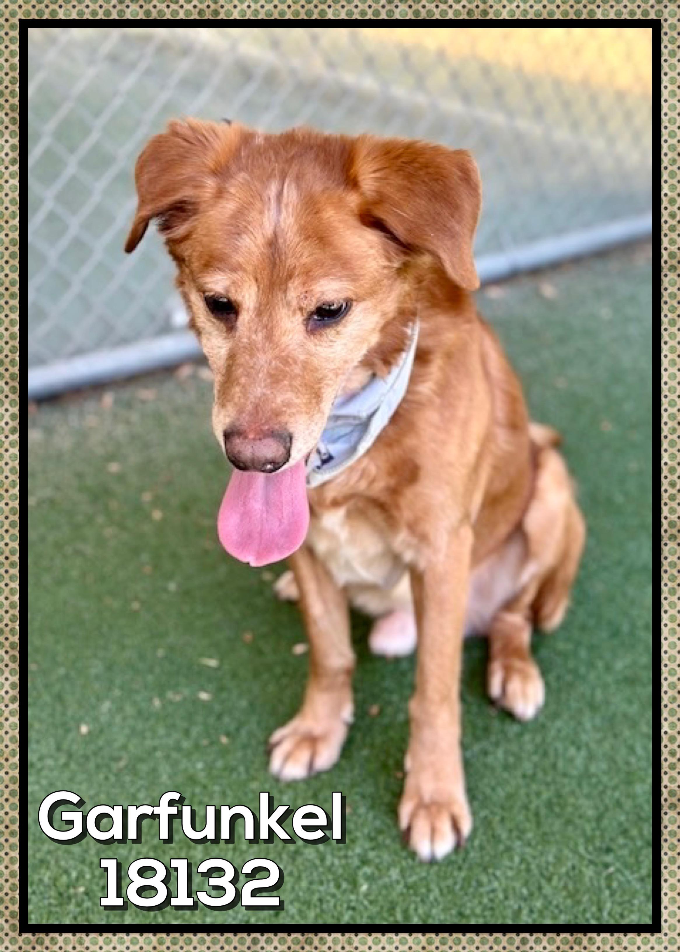 GARFUNKEL (also see SIMON) , a ADOPTABLE mixed breed in Marietta, GA image 5/5