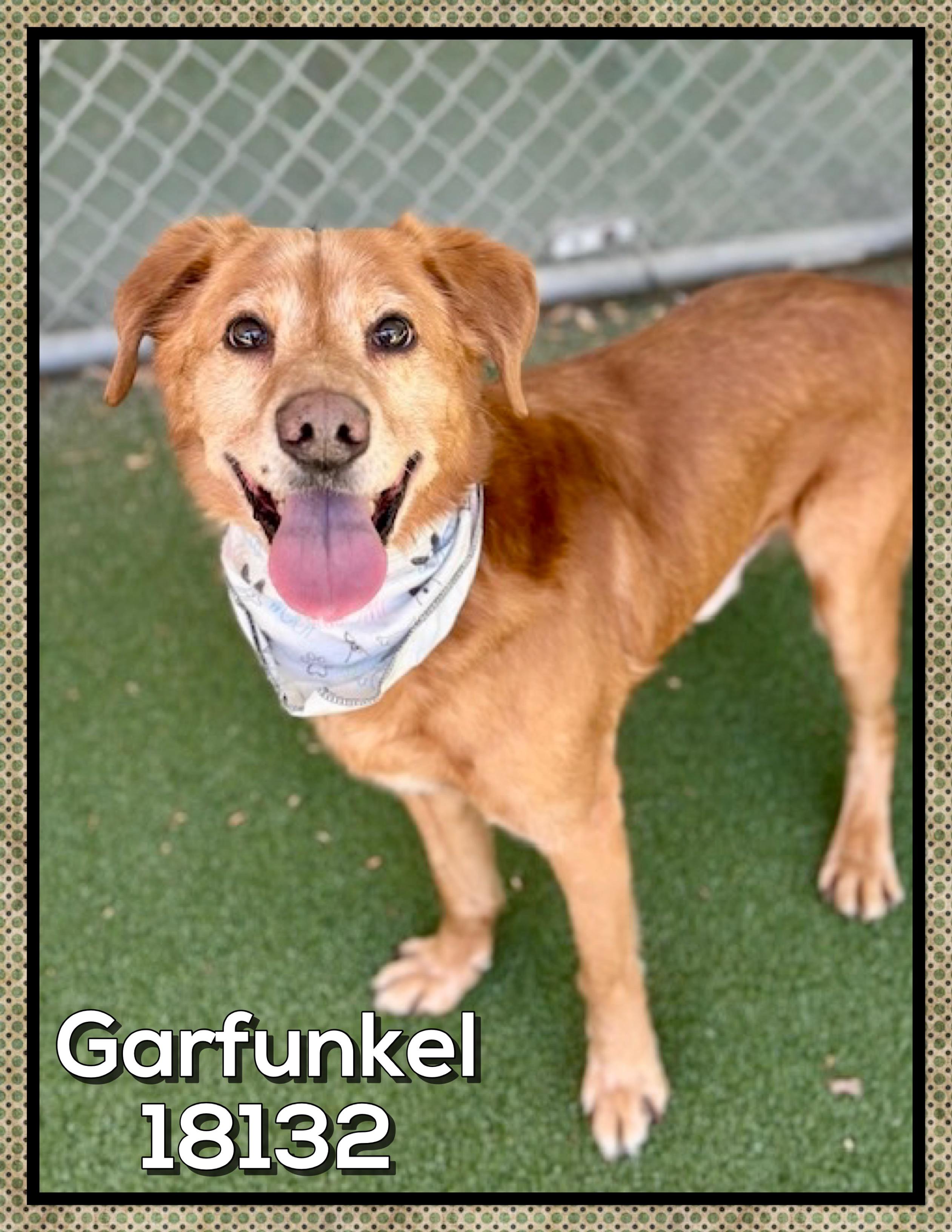 GARFUNKEL (also see SIMON) , a ADOPTABLE mixed breed in Marietta, GA image 1/5