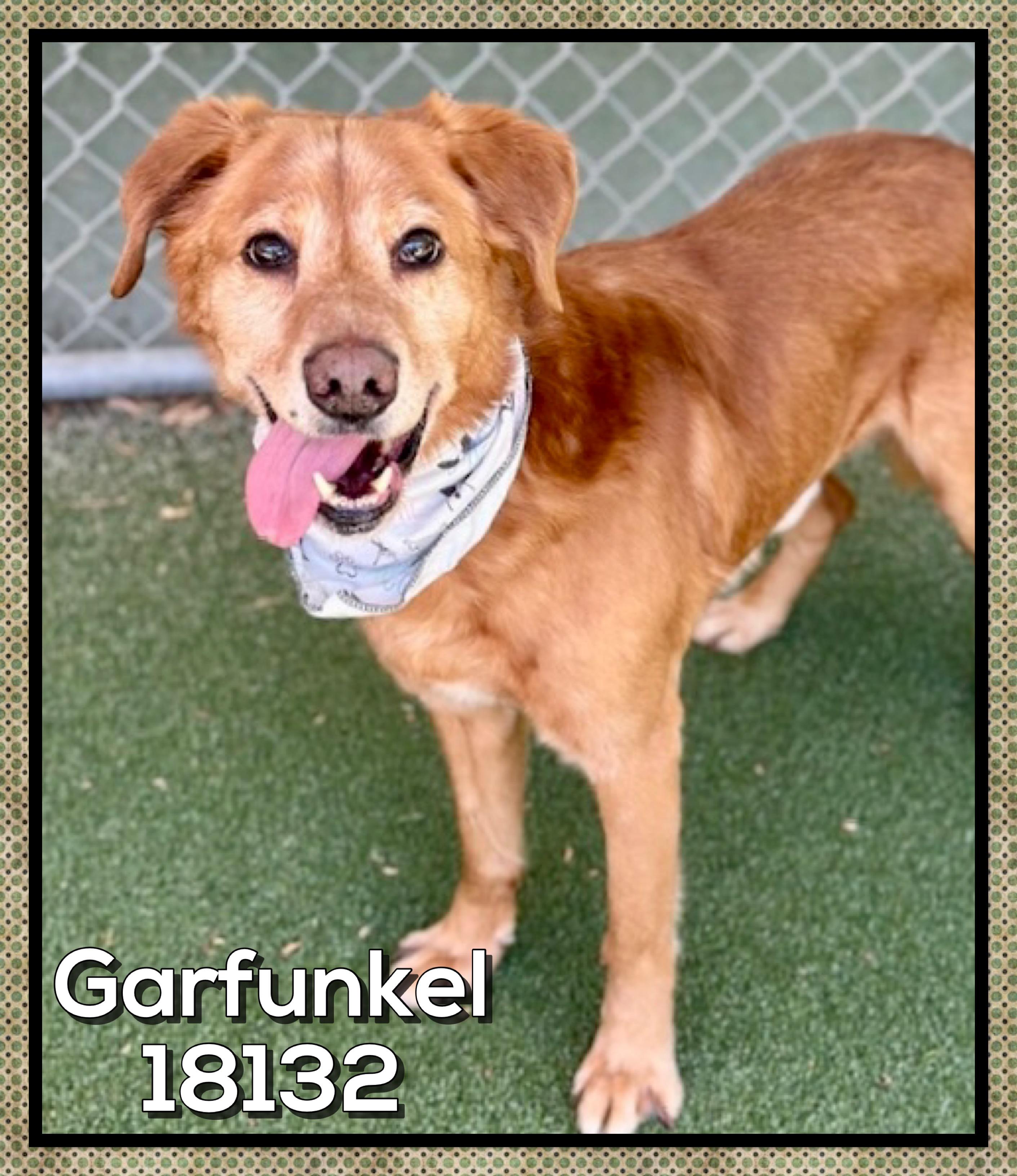 GARFUNKEL (also see SIMON) , a ADOPTABLE mixed breed in Marietta, GA image 2/5