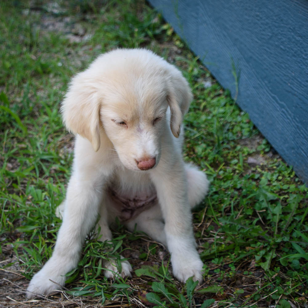 Princess Peaches-Coming Soon, Adopted, Puppy Female Great Pyrenees.