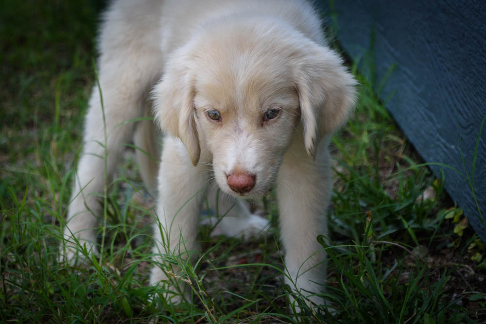 Enlarge Princess Peaches-Coming Soon, a Adopted Great Pyrenees in Ladonia, TX image 2/6