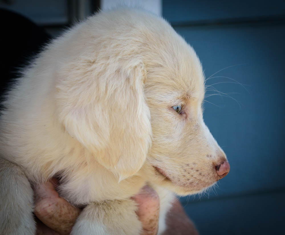 Enlarge Princess Peaches-Coming Soon, a Adopted Great Pyrenees in Ladonia, TX image 3/6