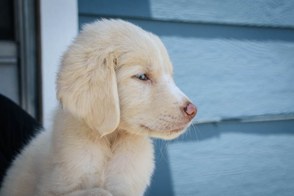 Enlarge Princess Peaches-Coming Soon, a Adopted Great Pyrenees in Ladonia, TX image 4/6