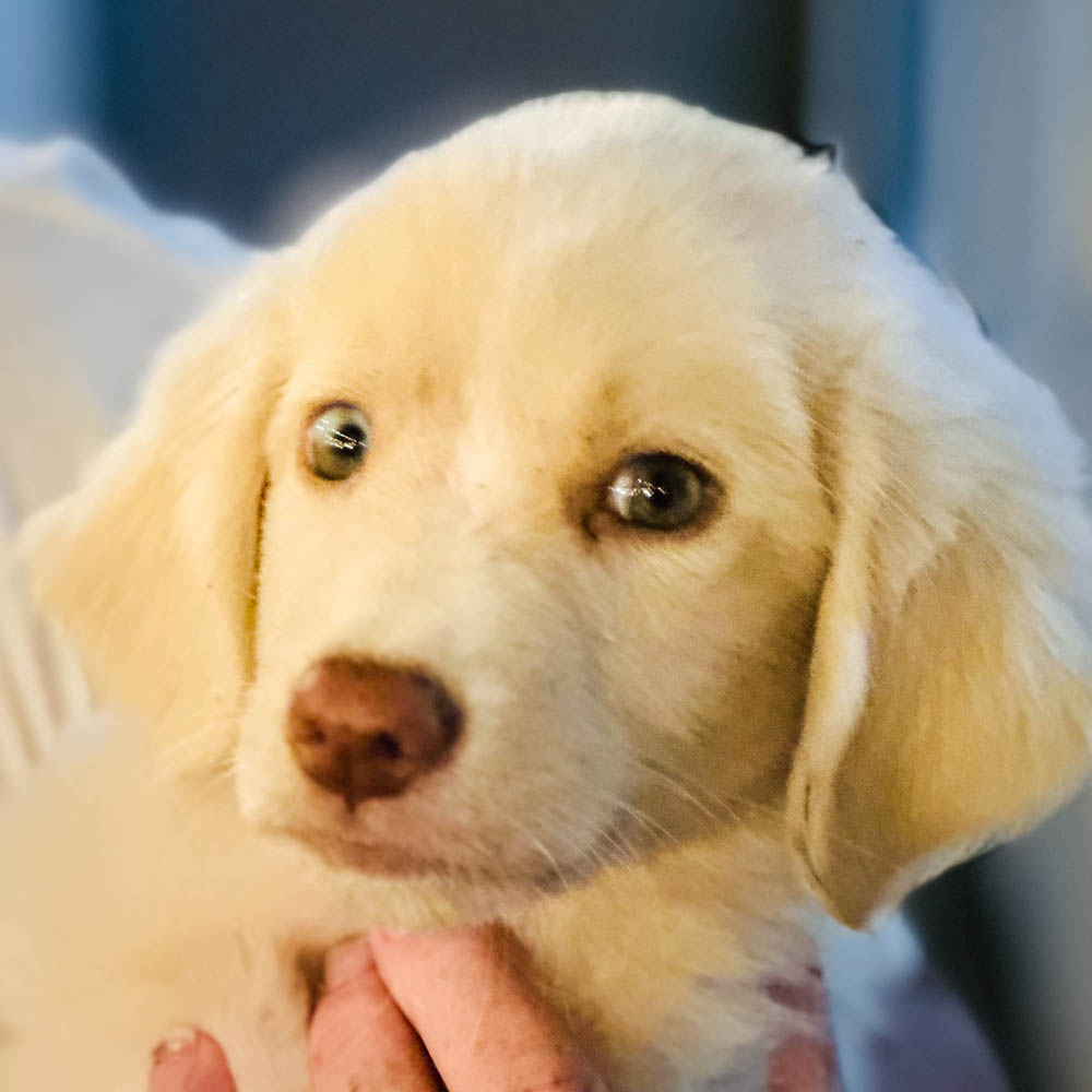 Enlarge Princess Peaches-Coming Soon, a Adopted Great Pyrenees in Ladonia, TX image 5/6