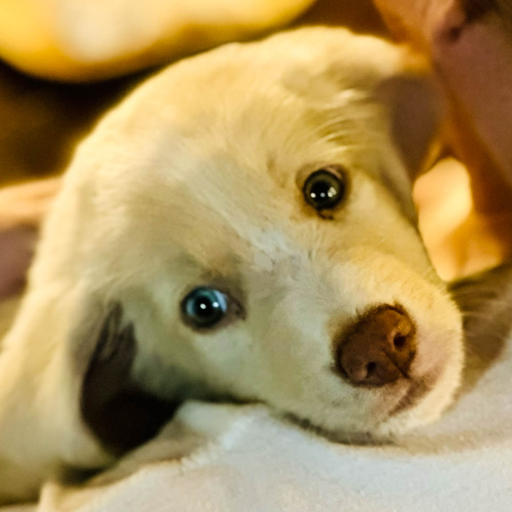 Enlarge Princess Peaches-Coming Soon, a Adopted Great Pyrenees in Ladonia, TX image 6/6