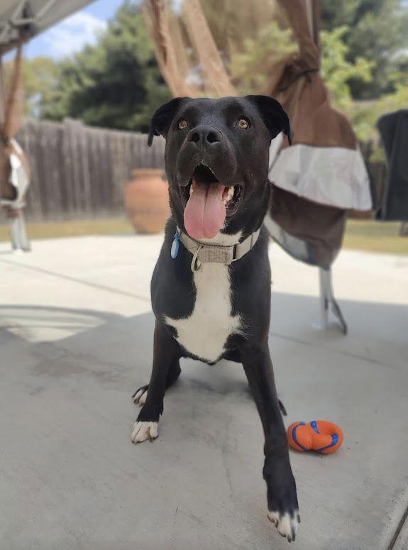 Thumper, Adoptable, Adult Male Staffordshire Bull Terrier & Dutch Shepherd.