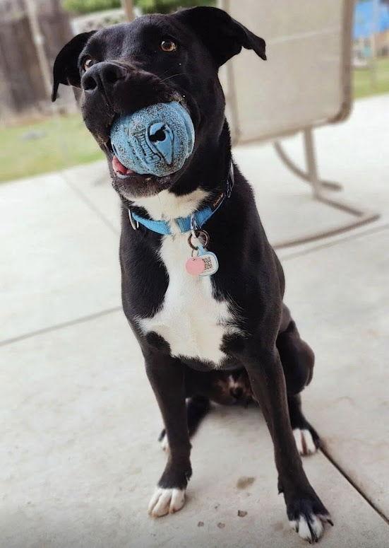 Enlarge Thumper, a Adoptable mixed breed in San Diego, CA image 2/6