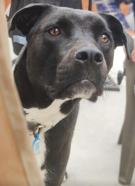 Enlarge Thumper, a Adoptable mixed breed in San Diego, CA image 3/6