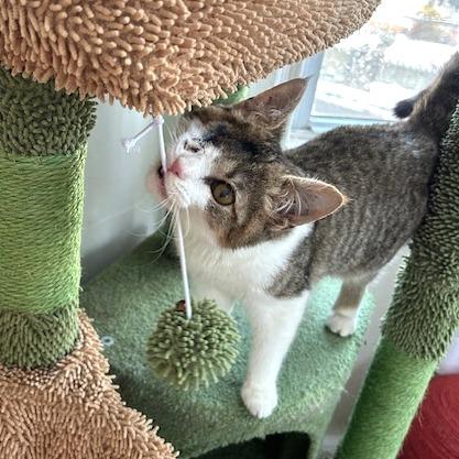 Timmy — thumbnail 4