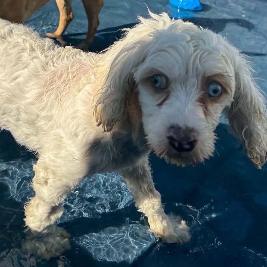 Arlo, Adoptable, Puppy Male Cavalier King Charles Spaniel & Poodle.