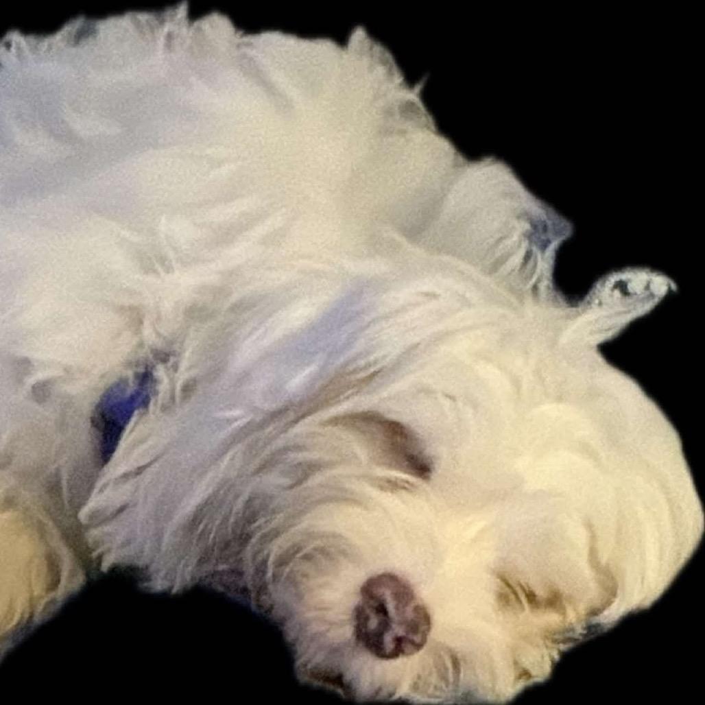 Arlo, Adoptable, Puppy Male Cavalier King Charles Spaniel & Poodle.