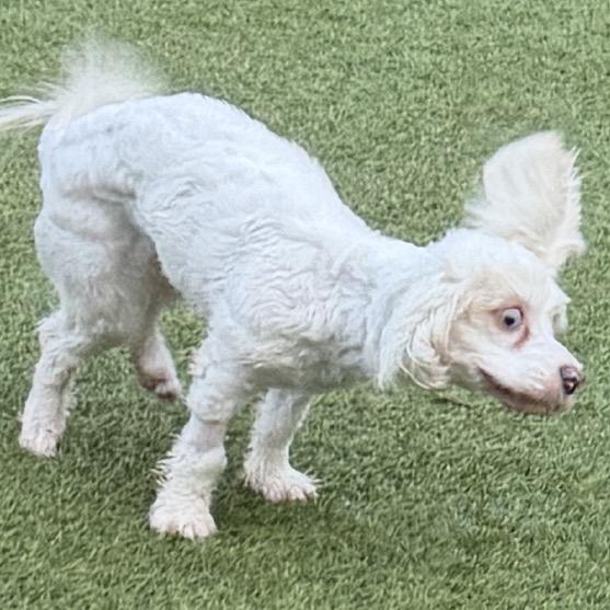 Enlarge Arlo, a Adoptable mixed breed in Gulfport, MS image 3/5